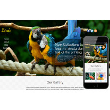 Birds яркий шаблон для сайта о животных